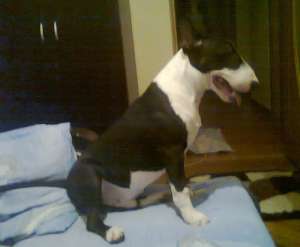 Bull terrier