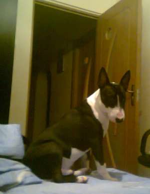Bull terrier