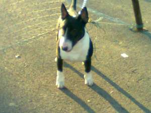 Bull terrier