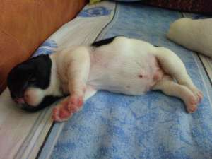 pui bulldog francez