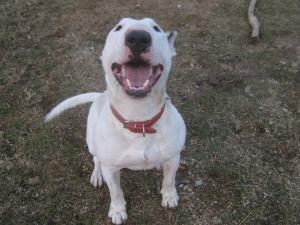 imperechez bull terrier