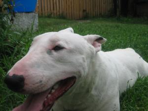 imperechez bull terrier