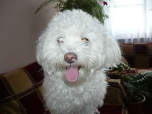 Vand Bichon Frise