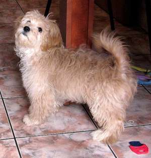 Anul Nou ti-aduce in dar un bichon fara egal!