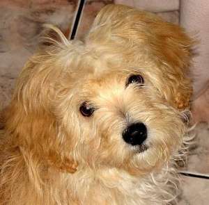 Anul Nou ti-aduce in dar un bichon fara egal!