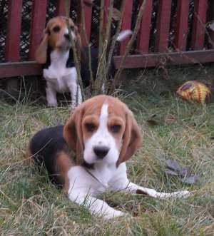 de vanzare pui beagle cu pedigree.