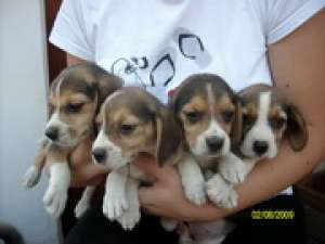 beagle tricolor