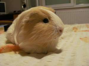 Donatie porcusori de guineea