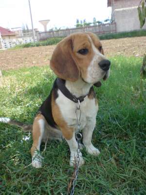 Ofer mascul beagle pentru monta.