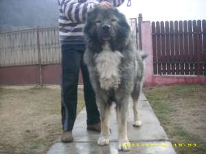 vinzare