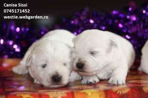 Westie de la crescator rezervare Mures