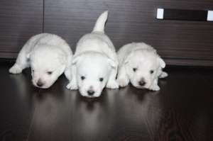 Westie de la crescator rezervare Mures