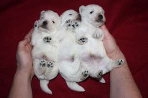 Westie de la crescator rezervare Mures