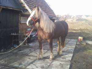 IAPA DE VANZARE CU PEDIGREE