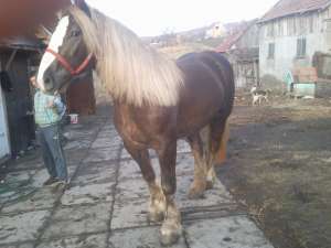 IAPA DE VANZARE CU PEDIGREE