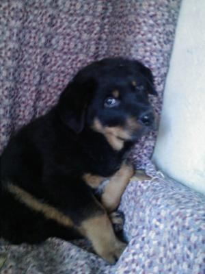 vand pui de rottweiler
