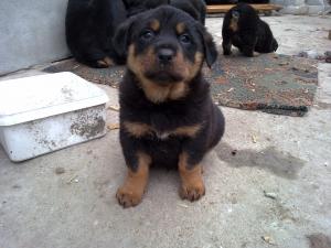 vand pui de rottweiler