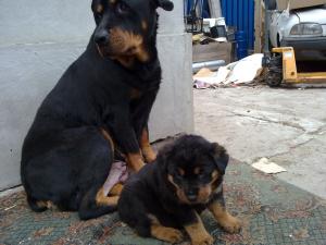 vand pui de rottweiler