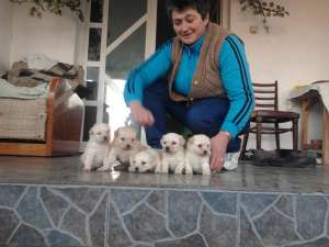 Caniche Albii