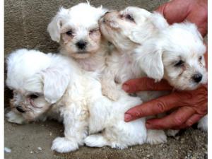 vand pui bichon malteze