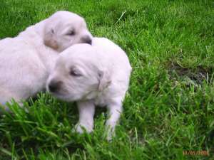 puii gold retriver