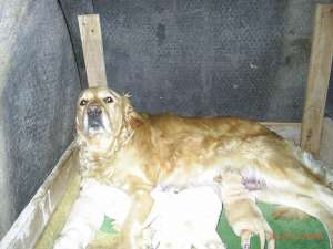 puii gold retriver