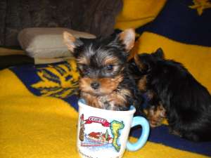 yorkshire terrier de vqanzare