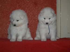 pui samoyede calitate deosebita