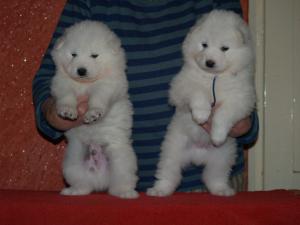 pui samoyede calitate deosebita