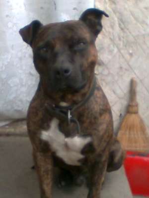 pierdut caine amstaff,  constanta km 4-5