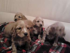 Vand Cocker Spaniel