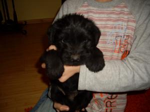 Vand schnauzer mijlociu negru
