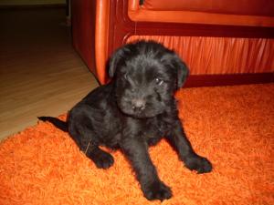 Vand schnauzer mijlociu negru