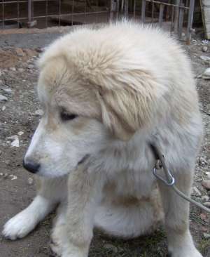 ciobanesc caucazian