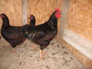 Cocos Brahma . varsta 1 an