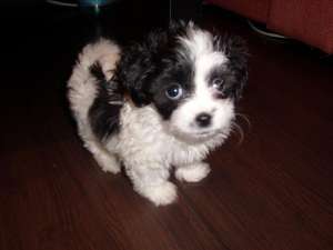 bichon havanez albi cu pete *****n.