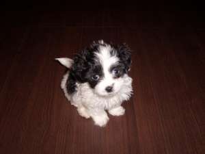 bichon havanez albi cu pete *****n.