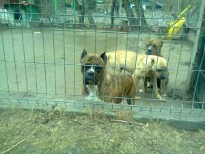 vand catea dogo canario