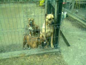 vand catea dogo canario