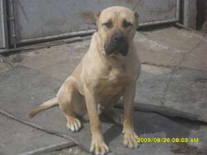 ofer pentru monta presa canario