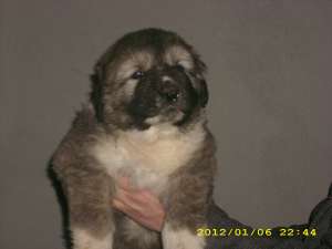 Adaugare anunt