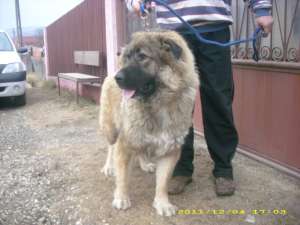 Adaugare anunt