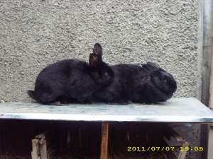 vand iepuri de rasa Negru vienez