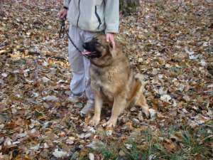 Dresaj canin in Iasi