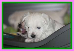 Westie masculi de la crescator