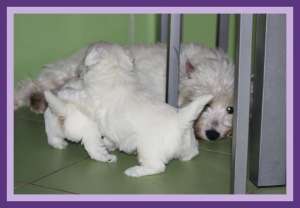 Westie masculi de la crescator