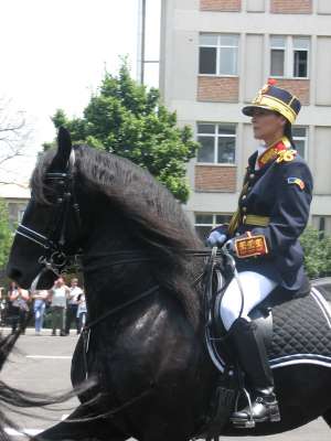 Armasar FRIESIAN