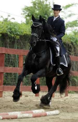 Armasar FRIESIAN
