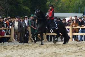 Armasar FRIESIAN