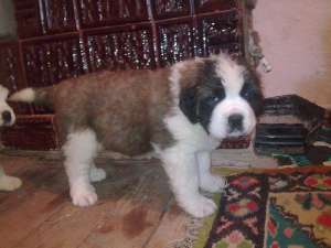 saint bernard de vanzare